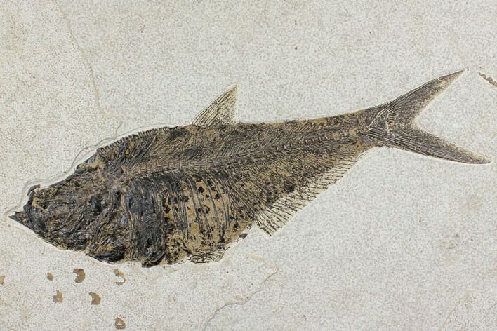 Large, Fossil Fish (Diplomystus) - Wyoming #144001